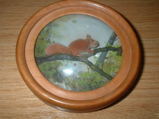 Red Squirrel